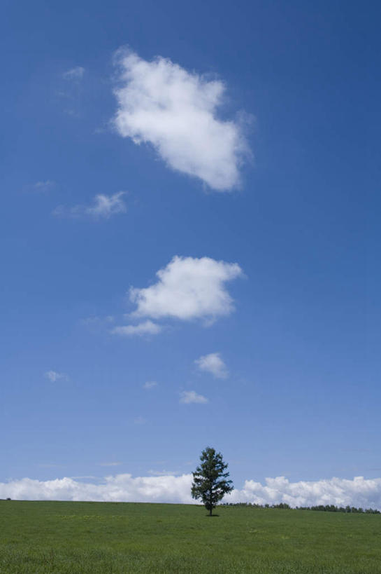 无人,农田,竖图,全景,室外,白天,仰视,旅游,度假,庄稼,农作物,美景,天际线,植物,北海道,日本,亚洲,一棵,朦胧,模糊,地平线,景观,云,云朵,辽阔,地面,云彩,娱乐,树,树木,蓝色,绿色,白云,蓝天,天空,自然,天,享受,休闲,景色,放松,生长,晴朗,成长,一望无际,自然风光,延伸,东亚,日本国,天地相交,北海道地方,北海道岛,美瑛町,美瑛,晴空,彩图,低角度拍摄,耕地,庄稼田