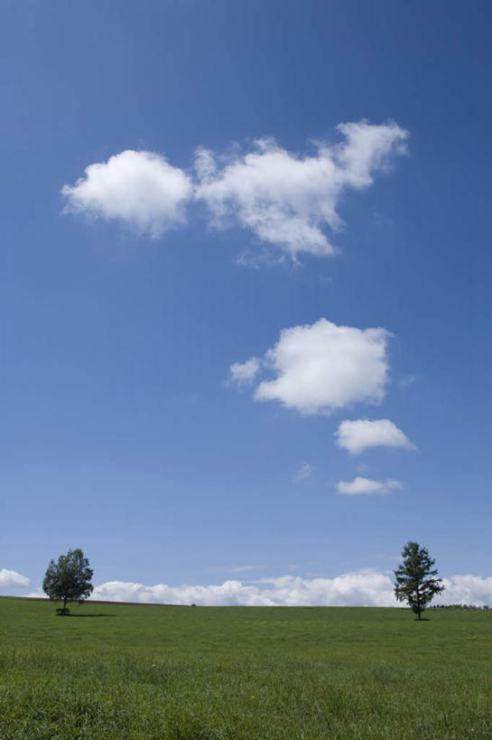 无人,农田,竖图,全景,室外,白天,仰视,旅游,度假,庄稼,农作物,美景,天际线,植物,北海道,日本,亚洲,两棵,朦胧,模糊,地平线,景观,云,云朵,辽阔,地面,云彩,娱乐,树,树木,蓝色,绿色,白云,蓝天,天空,自然,天,享受,休闲,景色,放松,生长,晴朗,成长,一望无际,自然风光,延伸,东亚,日本国,天地相交,北海道地方,北海道岛,美瑛町,美瑛,晴空,彩图,低角度拍摄,耕地,庄稼田