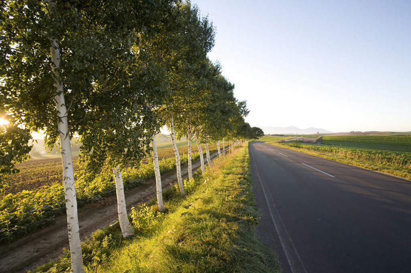 无人,横图,室外,白天,正面,旅游,度假,草地,草坪,日出,美景,森林,太阳,植物,道路,路,公路,北海道,日本,亚洲,一排,许多,朦胧,模糊,整齐,地平线,景观,辽阔,分界线,地面,停车线,交通,朝霞,晨曦,黎明,娱乐,草,树,树木,排列,绿色,阳光,自然,享受,休闲,广阔,景色,放松,生长,成长,车行道,车行道分界线,一望无际,队列,自然风光,延伸,标线,东亚,车行线,日本国,天地相交,北海道地方,北海道岛,美瑛町,美瑛,无边无际,一马平川,朝阳,马路,彩图,破晓