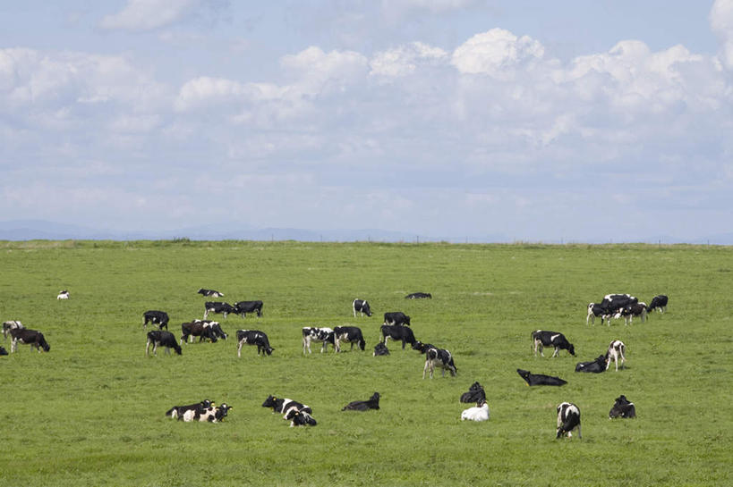 无人,站,横图,全景,室外,白天,正面,旅游,度假,草地,草坪,美景,天际线,植物,牛,北海道,日本,亚洲,许多,朦胧,模糊,地平线,景观,云,云朵,辽阔,地面,云彩,娱乐,草,蓝色,绿色,白云,蓝天,天空,自然,动物,天,站着,享受,休闲,家畜,景色,放松,牲畜,晴朗,一望无际,自然风光,延伸,东亚,日本国,天地相交,北海道地方,北海道岛,美瑛町,美瑛,晴空,站立,彩图,全身