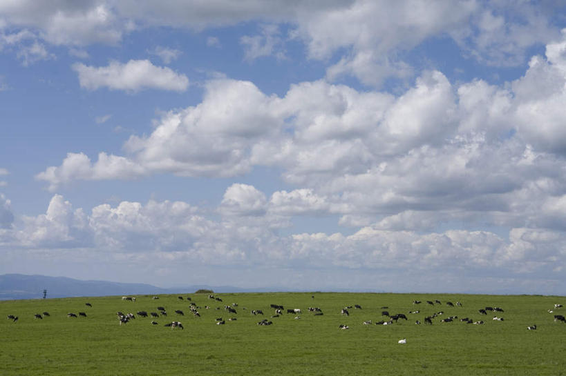 无人,站,横图,全景,室外,白天,仰视,旅游,度假,草地,草坪,美景,天际线,植物,牛,北海道,日本,亚洲,许多,朦胧,模糊,地平线,景观,云,云朵,辽阔,地面,云彩,娱乐,草,蓝色,绿色,白云,蓝天,天空,自然,动物,天,站着,享受,休闲,家畜,景色,放松,牲畜,晴朗,一望无际,自然风光,延伸,东亚,日本国,天地相交,北海道地方,北海道岛,美瑛町,美瑛,晴空,站立,彩图,低角度拍摄,全身