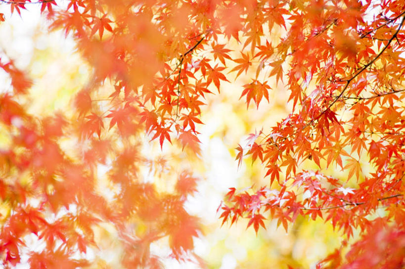 无人,横图,室外,特写,白天,仰视,旅游,度假,美景,静物,叶子,许多,朦胧,模糊,景观,枫叶,枯叶,落叶,娱乐,黄色,红色,自然,享受,休闲,景色,放松,枫树叶,自然风光,叶,叶片,彩图,低角度拍摄