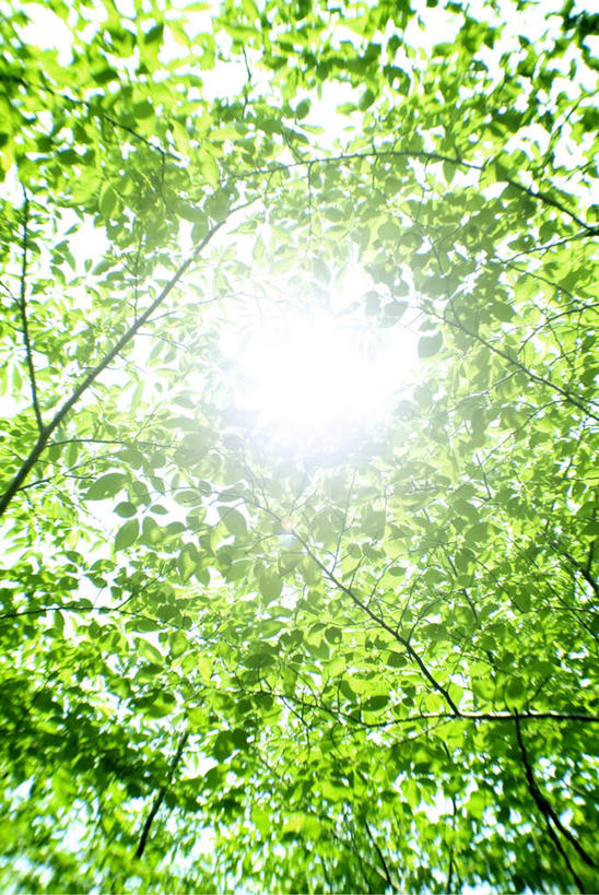 无人,竖图,室外,白天,仰视,旅游,度假,美景,树林,植物,阴影,朦胧,模糊,光线,影子,景观,背光,娱乐,树,树木,蓝色,绿色,蓝天,天空,阳光,自然,天,享受,休闲,景色,放松,生长,晴朗,成长,自然风光,逆光,万里无云,晴空,晴空万里,彩图,低角度拍摄