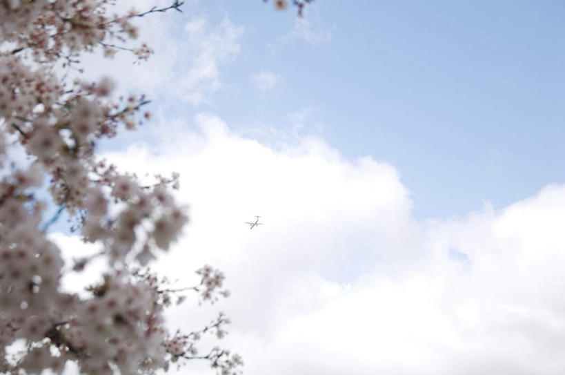 无人,横图,室外,白天,仰视,旅游,度假,美景,植物,樱花,阴影,盛开,光线,影子,景观,云,云朵,花蕾,云彩,娱乐,花,花瓣,花朵,鲜花,树,树木,粉色,蓝色,绿色,白云,蓝天,天空,阳光,自然,天,花苞,花蕊,享受,休闲,景色,放松,生长,成长,自然风光,仙樱花,福岛樱,青肤樱,荆桃,彩图,低角度拍摄