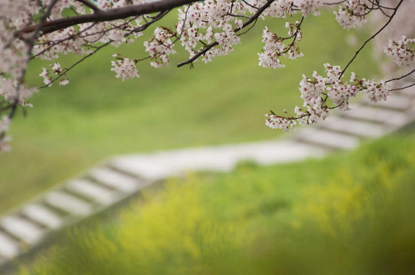 无人,横图,俯视,室外,白天,旅游,度假,草地,草坪,美景,植物,楼梯,道路,路,樱花,许多,阴影,朦胧,模糊,盛开,光线,影子,阶梯,景观,小路,交通,花蕾,娱乐,台阶,草,花,花瓣,花朵,鲜花,树,树木,粉色,黄色,绿色,阳光,自然,花苞,花蕊,油菜花,享受,休闲,景色,放松,乡间小路,生长,成长,自然风光,仙樱花,福岛樱,青肤樱,荆桃,彩图,高角度拍摄