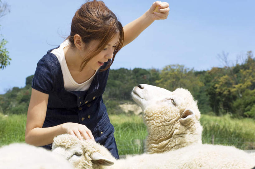 东方人,头发,一个人,站,举,笑,摸,微笑,露齿笑,横图,室外,白天,正面,旅游,度假,草地,草坪,植物,羊,亚洲,仅一个年轻女性,仅一个女性,仅一个人,抚摸,弯腰,阴影,服装,光线,影子,注视,休闲装,黄种人,娱乐,草,树,树木,衣服,黄色,蓝色,绿色,白色,蓝天,天空,阳光,自然,动物,天,低头,观察,看,托,站着,两只,享受,休闲,休闲服,家畜,放松,服饰,牲畜,生长,成长,观看,察看,关注,弯身,年轻女性,女人,女性,亚洲人,长发,绵羊,触摸,接触,举起,举手,举着,向上举,向上伸,向上托,站立,半身,彩图