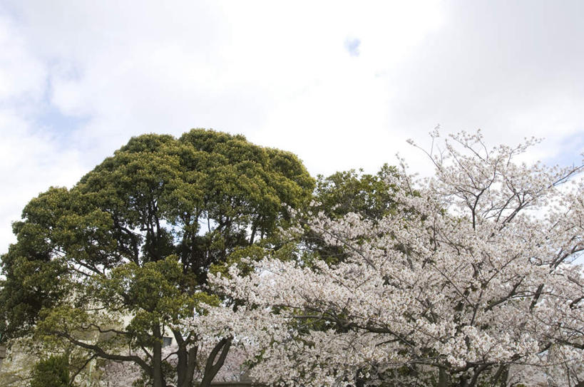 无人,横图,室外,白天,仰视,旅游,度假,美景,植物,樱花,许多,阴影,盛开,光线,影子,景观,云,云朵,花蕾,云彩,娱乐,花,花瓣,花朵,鲜花,树,树木,粉色,蓝色,绿色,白云,蓝天,天空,阳光,自然,天,花苞,花蕊,享受,休闲,景色,放松,生长,成长,自然风光,仙樱花,福岛樱,青肤樱,荆桃,彩图,低角度拍摄