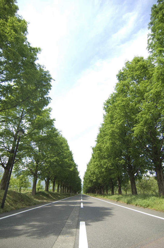 无人,竖图,室外,白天,仰视,草地,草坪,植物,道路,路,公路,阴影,光线,影子,云,云朵,交通,云彩,草,树,树木,蓝色,绿色,白云,蓝天,天空,阳光,自然,天,生长,晴朗,成长,晴空,马路,彩图,低角度拍摄