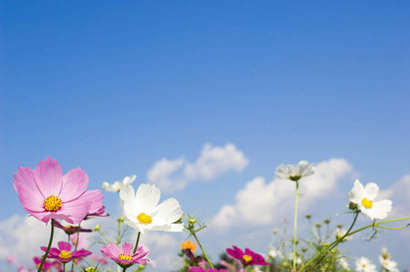 无人,横图,室外,白天,仰视,旅游,度假,自由,幸福,花海,花圃,美景,植物,许多,盛开,景观,云,云朵,波斯菊,花蕾,云彩,娱乐,花,花瓣,花朵,花卉,鲜花,粉色,蓝色,绿色,白色,白云,蓝天,天空,自然,花丛,花田,天,花苞,花蕊,清洁,享受,休闲,菊花,景色,放松,大波斯菊,生长,晴朗,成长,吉祥,自然风光,高洁,秋英,格桑花,秋樱,扫帚梅,八瓣梅,初恋,多情,晴空,彩图,低角度拍摄,时光
