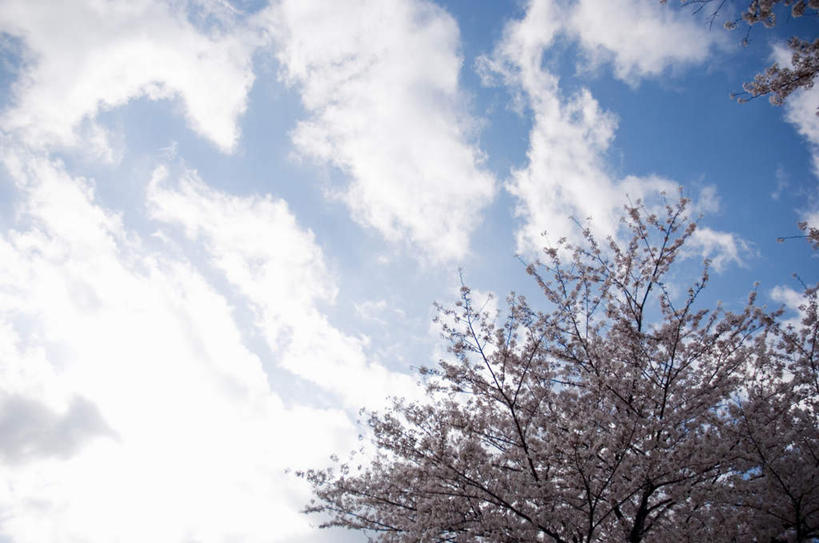 横图,室外,白天,仰视,旅游,度假,美景,植物,樱花,盛开,景观,云,云朵,花蕾,云彩,娱乐,花,花瓣,花朵,鲜花,树,树木,粉色,蓝色,绿色,白云,蓝天,天空,自然,天,花苞,花蕊,享受,休闲,景色,放松,生长,晴朗,成长,自然风光,仙樱花,福岛樱,青肤樱,晴空,荆桃,半身,彩图,低角度拍摄