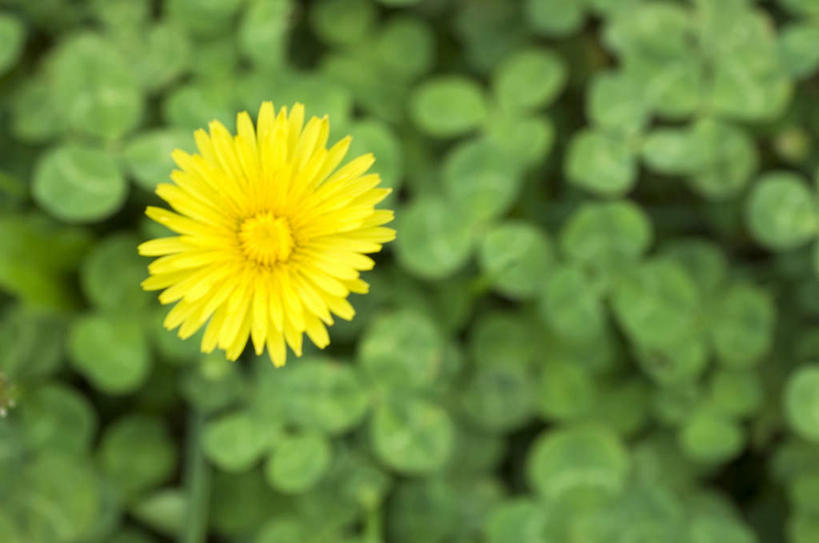无人,横图,俯视,室外,特写,白天,旅游,度假,美景,植物,蒲公英,静物,盛开,景观,娱乐,花,花瓣,花朵,花卉,鲜花,一朵,黄色,自然,花蕊,享受,休闲,景色,放松,自然风光,蒲公草,尿床草,彩图,高角度拍摄