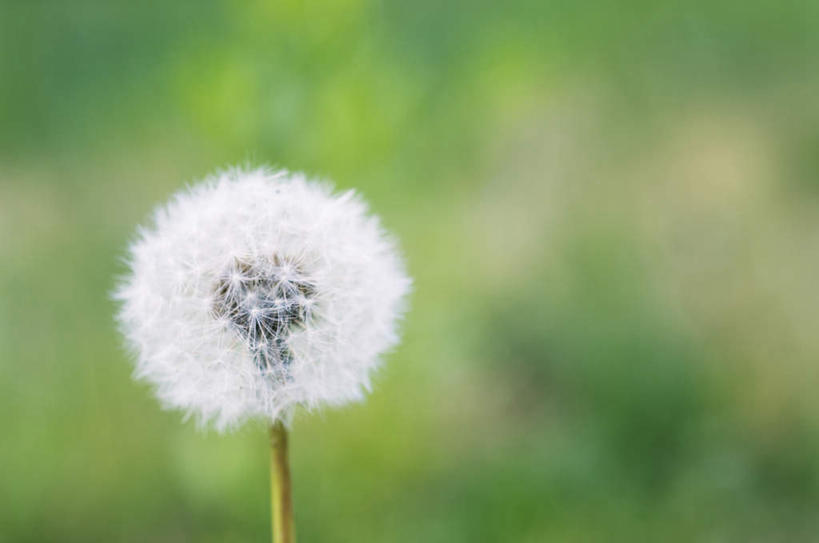 无人,横图,俯视,室外,特写,白天,爱情,美景,树林,植物,蒲公英,许多,朦胧,模糊,盛开,景观,花,花瓣,花朵,花卉,鲜花,树,树木,一朵,绿色,白色,自然,花蕊,景色,生长,成长,自然风光,开朗,蒲公草,尿床草,彩图,高角度拍摄