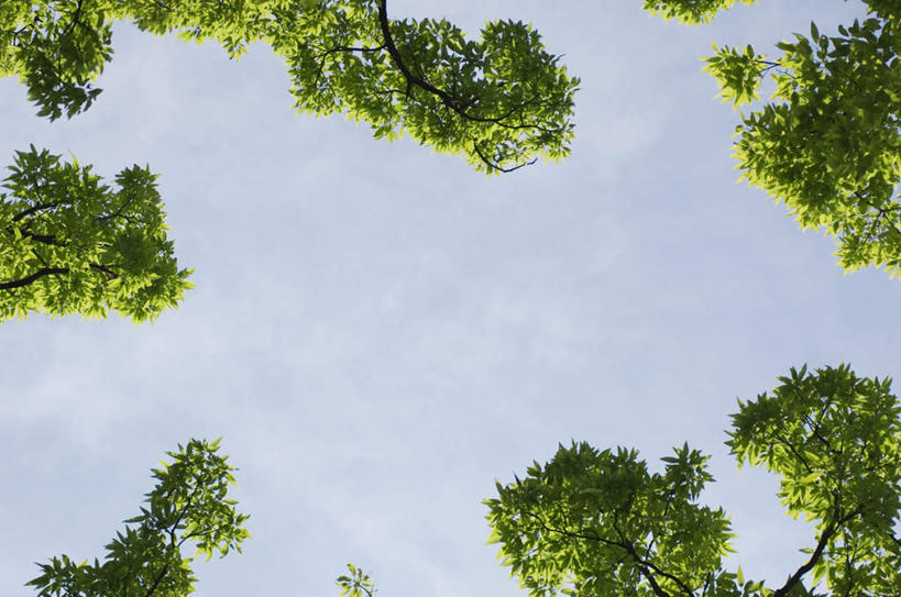 无人,横图,室外,白天,仰视,旅游,度假,美景,植物,阴影,光线,影子,景观,云,云朵,云彩,娱乐,树,树木,蓝色,绿色,白云,蓝天,天空,阳光,自然,天,享受,休闲,景色,放松,生长,成长,自然风光,彩图,低角度拍摄