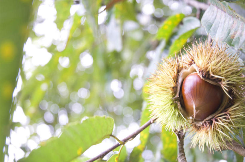 无人,横图,室外,特写,白天,正面,旅游,度假,美景,植物,叶子,朦胧,模糊,景观,板栗,栗子,坚果,绿叶,毛栗子,娱乐,树,树木,绿色,自然,享受,休闲,嫩叶,景色,放松,生长,成长,自然风光,毛栗,栗果,栗楔,叶,叶片,彩图