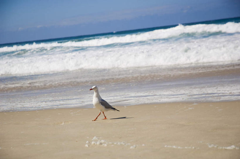 无人,站,横图,室外,白天,侧面,海浪,海洋,沙滩,海鸥,鸟,鸟类,沙子,海岸,浪花,水平线,辽阔,海平线,沙地,注视,一只,海水,观察,看,站着,广阔,观看,一望无际,察看,关注,海景,无边无际,一马平川,大海,风浪,海,海水的波动,海滩,近岸浪,涌浪,站立,彩图,全身,水天相接,水天一线