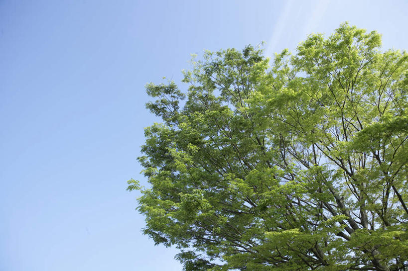 无人,横图,室外,白天,仰视,旅游,度假,美景,森林,树林,植物,阴影,光线,影子,景观,娱乐,树,树木,蓝色,绿色,蓝天,天空,阳光,自然,天,享受,休闲,景色,放松,生长,成长,自然风光,彩图,低角度拍摄