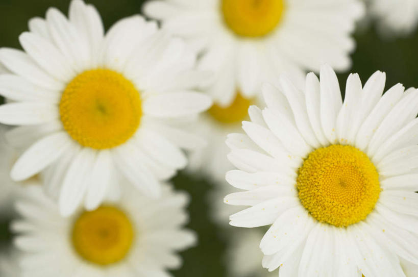 无人,横图,俯视,室外,特写,白天,旅游,度假,快乐,幸福,花海,花圃,美景,植物,静物,叶子,许多,盛开,景观,绿叶,玛格丽特,花蕾,娱乐,雏菊,花,花瓣,花朵,花卉,鲜花,绿色,白色,自然,花丛,花田,花苞,花蕊,享受,休闲,嫩叶,菊花,景色,放松,活力,生长,成长,希望,坚强,自然风光,和平,离别,延命菊,幸福花,春菊,马兰头花,暗恋,纯情,单恋,天真,叶,叶片,彩图,高角度拍摄,愉快