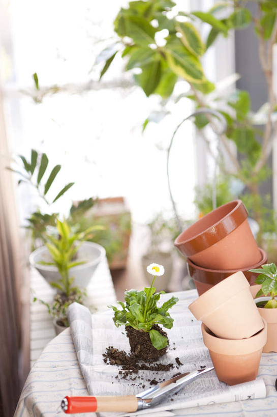 无人,竖图,俯视,室内,白天,阅读,植物,餐桌,窗户,卧室,桌子,报纸,杯子,学习,瓷器,盆栽,咖啡杯,盆景,陶瓷制品,玻璃窗,绿色,自然,看,浏览,生长,成长,餐台,瓷杯,彩图,高角度拍摄,睡房,卧房