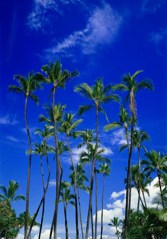 无人,竖图,室外,白天,仰视,旅游,度假,美景,植物,棕榈树,叶子,阴影,光线,影子,景观,云,云朵,绿叶,云彩,娱乐,树,树木,蓝色,绿色,白云,蓝天,天空,阳光,自然,天,享受,休闲,嫩叶,景色,放松,生长,晴朗,成长,自然风光,棕榈叶,叶,叶片,晴空,彩图,低角度拍摄