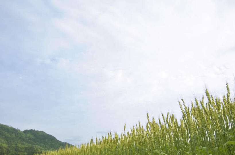 无人,横图,室外,白天,仰视,旅游,度假,草地,草坪,美景,森林,山,树林,植物,景观,山峰,云,云朵,山峦,云彩,娱乐,草,树,树木,蓝色,绿色,白云,蓝天,天空,自然,天,享受,休闲,景色,放松,生长,成长,自然风光,彩图,低角度拍摄