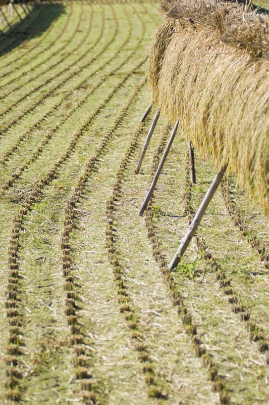 无人,农田,竖图,俯视,室外,白天,旅游,度假,农业,庄稼,农作物,美景,一堆,阴影,堆叠,堆积,丰收,光线,影子,稻田,景观,娱乐,阳光,自然,享受,休闲,景色,放松,收获,堆,自然风光,彩图,高角度拍摄,耕地,庄稼田