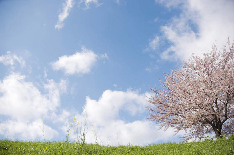 无人,横图,室外,白天,仰视,旅游,度假,幸福,纯洁,美景,植物,樱花,许多,盛开,景观,云,云朵,花蕾,云彩,娱乐,花,花瓣,花朵,鲜花,树,树木,树枝,粉色,蓝色,绿色,白云,蓝天,天空,自然,天,花苞,花蕊,享受,休闲,景色,放松,生长,晴朗,成长,等待,生命,自然风光,仙樱花,福岛樱,青肤樱,高尚,热烈,晴空,荆桃,彩图,低角度拍摄