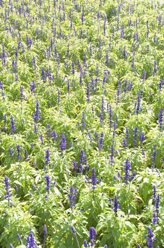 无人,家庭,竖图,俯视,室外,白天,旅游,度假,智慧,花海,花圃,美景,植物,叶子,许多,阴影,盛开,光线,影子,景观,花蕾,娱乐,花,花瓣,花朵,花卉,鲜花,绿色,紫色,阳光,自然,花丛,花束,花田,花苞,花蕊,享受,休闲,景色,放松,鼠尾草,自然风光,理性,彩图,高角度拍摄