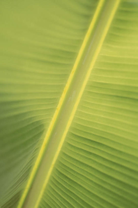 无人,竖图,俯视,室外,特写,白天,旅游,度假,美景,植物,叶子,一片,纹理,景观,绿叶,娱乐,绿色,自然,享受,休闲,嫩叶,景色,放松,自然风光,肌理,叶,叶片,叶脉,彩图,高角度拍摄