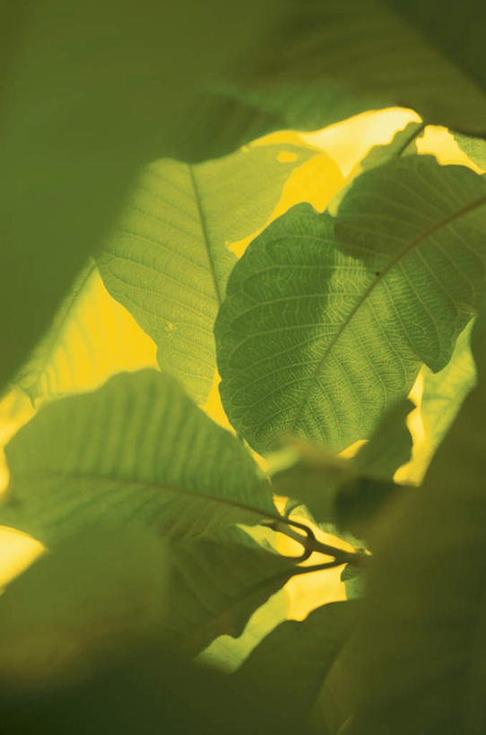 无人,竖图,室外,特写,白天,仰视,旅游,度假,美景,叶子,许多,景观,绿叶,娱乐,自然,享受,休闲,嫩叶,景色,放松,自然风光,叶,叶片,彩图,低角度拍摄