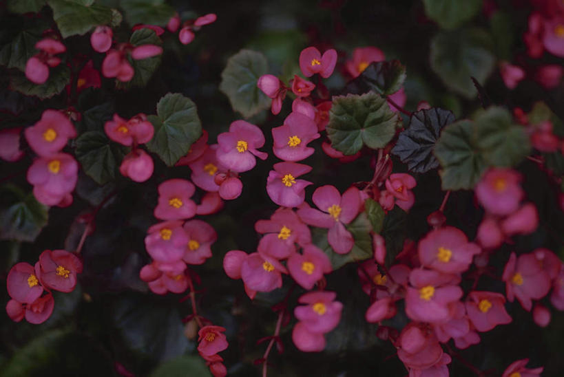 无人,横图,俯视,室外,特写,白天,旅游,度假,花海,花圃,美景,植物,叶子,许多,阴影,盛开,反射,影子,景观,花蕾,娱乐,花,花瓣,花朵,花卉,鲜花,红色,绿色,自然,花丛,花束,花田,花苞,花蕊,享受,休闲,景色,放松,自然风光,彩图,高角度拍摄