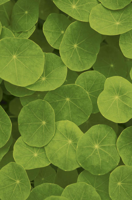 无人,竖图,俯视,室外,特写,白天,旅游,度假,美景,叶子,许多,景观,绿叶,娱乐,自然,享受,休闲,嫩叶,景色,放松,自然风光,叶,叶片,叶脉,彩图,高角度拍摄