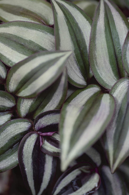 无人,竖图,俯视,室外,特写,白天,旅游,度假,美景,叶子,许多,纹路,纹理,景观,绿叶,娱乐,自然,享受,休闲,嫩叶,景色,放松,自然风光,叶,叶片,叶脉,彩图,高角度拍摄