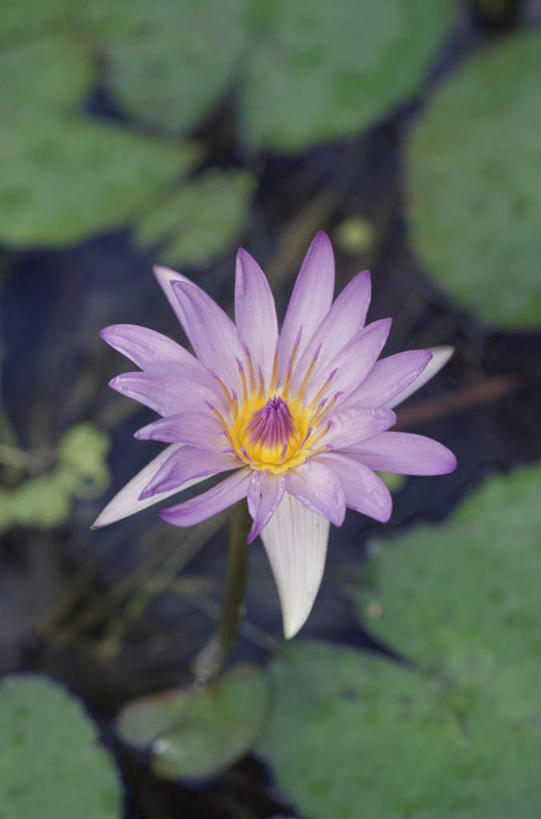 无人,竖图,俯视,室外,特写,白天,旅游,度假,美景,水,睡莲,叶子,盛开,景观,荷叶,绿叶,花蕾,娱乐,花,花瓣,花朵,鲜花,一朵,紫色,自然,花苞,花蕊,享受,休闲,嫩叶,景色,放松,自然风光,纯真,妖艳,水芹花,抒情,洁净,水洋花,子午莲,叶,叶片,彩图,高角度拍摄