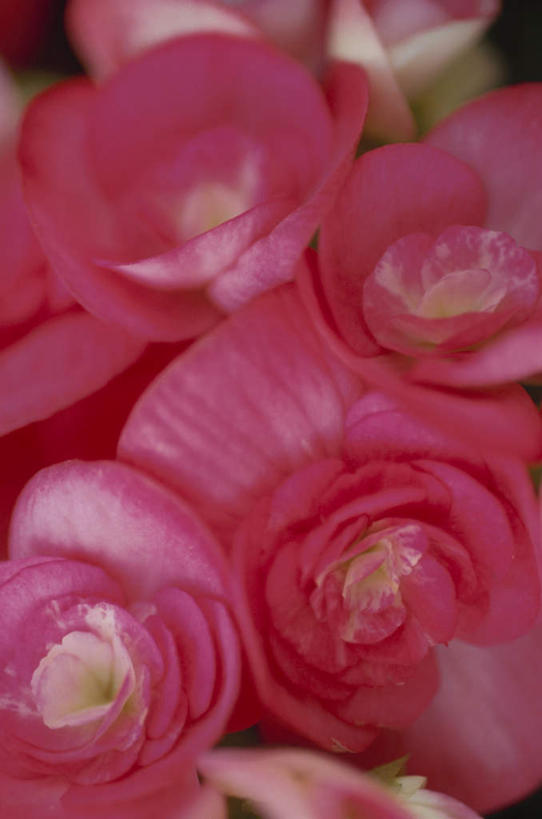 无人,竖图,俯视,室外,特写,白天,旅游,度假,美景,许多,盛开,景观,花蕾,娱乐,花,花瓣,花朵,鲜花,红色,自然,花苞,花蕊,享受,休闲,景色,放松,自然风光,彩图,高角度拍摄