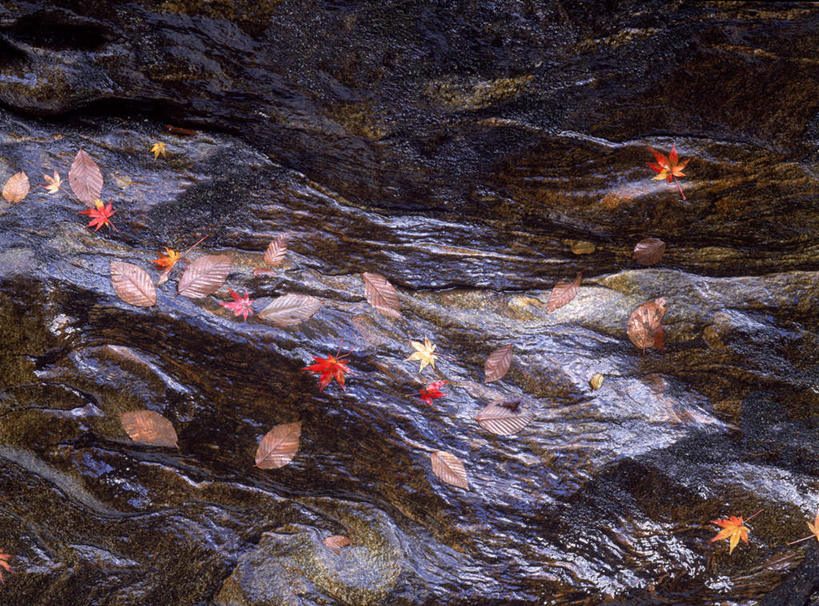 无人,横图,俯视,室外,特写,白天,旅游,度假,河流,美景,秋季,水,叶子,日本,亚洲,河水,景观,水流,枯叶,落叶,娱乐,黄色,红色,自然,享受,休闲,景色,放松,自然风光,东亚,本州,本州岛,日本国,东北地方,福岛,福岛县,叶,叶片,秋,秋天,彩图,高角度拍摄