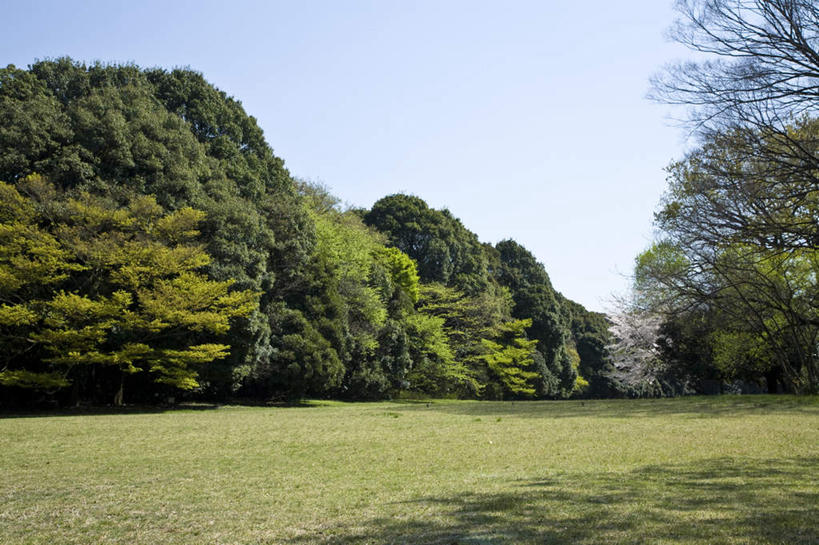 无人,横图,室外,白天,仰视,旅游,度假,草地,草坪,美景,植物,东京,日本,亚洲,景观,娱乐,草,树,树木,蓝色,绿色,蓝天,天空,自然,天,享受,休闲,景色,放松,生长,晴朗,成长,自然风光,东亚,本州,万里无云,关东地方,本州岛,日本国,东京都,晴空,晴空万里,彩图,低角度拍摄