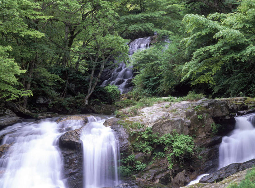 无人,横图,室外,白天,正面,旅游,度假,美景,瀑布,水,植物,日本,亚洲,飞溅,湍急,溅,液体,景观,水滴,苔藓,娱乐,水珠,树,树木,绿色,自然,享受,休闲,景色,放松,生长,成长,喷洒,自然风光,东亚,本州,本州岛,日本国,东北地方,福岛,福岛县,跌水,彩图