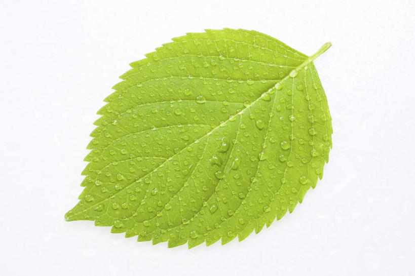 无人,横图,俯视,室内,特写,白天,白色背景,水,叶子,许多,条纹,散落,透明,纹理,液体,水滴,绿叶,水珠,露珠,嫩叶,摄影,影棚,生机,肌理,灵动,叶,叶片,叶脉,彩图,高角度拍摄,影棚拍摄,拍摄
