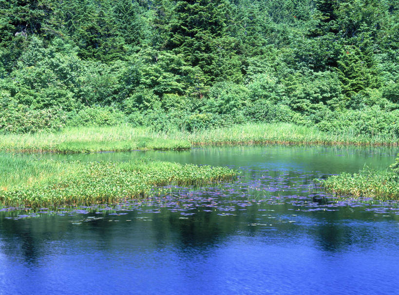 无人,横图,室外,白天,正面,旅游,度假,草地,草坪,湖,湖泊,美景,树林,水,植物,日本,亚洲,波纹,湖面,景观,水流,水面,涟漪,娱乐,草,树,树木,绿色,水纹,自然,波浪,湖水,享受,休闲,景色,放松,生长,成长,自然风光,东亚,本州,本州岛,日本国,水晕,青森,青森县,东北地方,彩图