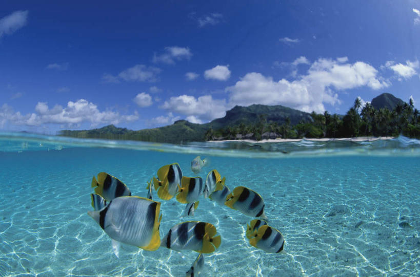 游泳,无人,横图,室外,白天,正面,旅游,度假,海浪,海洋,美景,树林,植物,热带鱼,许多,波纹,鱼,景观,浪花,涟漪,注视,娱乐,鱼类,海洋生物,树,树木,蓝色,绿色,蓝天,水纹,天空,自然,海水,波浪,天,观察,看,享受,休闲,景色,放松,生长,晴朗,成长,观看,察看,关注,自然风光,水生动物,大洋洲,水生物,蝴蝶鱼,海景,海底动物,塔希提岛,法属波利尼西亚,社会群岛,万里无云,大溪地,水晕,法属玻利尼西亚,泅水,塔西提岛,拍浮,大海,风浪,海,海水的波动,近岸浪,涌浪,晴空,晴空万里,彩图,全身