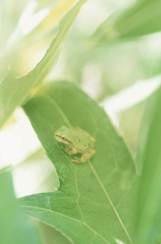 无人,竖图,俯视,室外,特写,白天,植物,青蛙,野生动物,叶子,许多,朦胧,模糊,绿叶,一个,绿色,自然,动物,嫩叶,可爱,活泼,生长,单个,成长,叶,叶片,彩图,高角度拍摄