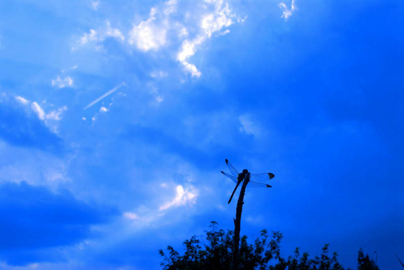 无人,横图,室外,白天,仰视,旅游,度假,美景,日落,叶子,神奈川,日本,亚洲,许多,蜻蜓,昆虫,景观,晚霞,霞光,云,云朵,绿叶,神奈川县,云彩,娱乐,一个,蓝色,白云,蓝天,天空,自然,黄昏,动物,天,享受,休闲,嫩叶,景色,彩霞,放松,晴朗,单个,自然风光,益虫,东亚,本州,关东地方,本州岛,日本国,叶,叶片,晴空,夕阳,彩图,低角度拍摄