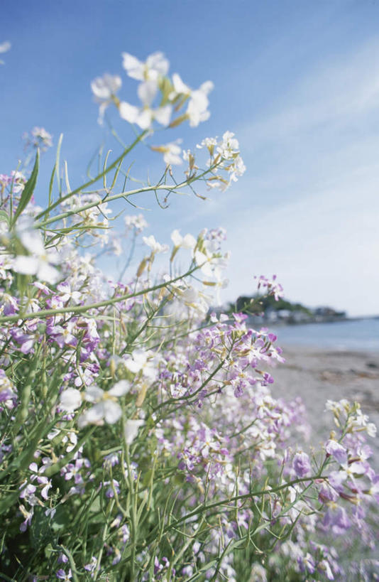 无人,竖图,室外,白天,仰视,旅游,度假,海浪,海洋,美景,沙滩,植物,叶子,许多,阴影,盛开,光线,沙子,影子,海岸,景观,浪花,云,云朵,绿叶,沙地,云彩,娱乐,花,花瓣,花朵,花卉,鲜花,粉色,蓝色,白色,白云,蓝天,天空,阳光,自然,海水,天,花蕊,享受,休闲,嫩叶,景色,放松,晴朗,自然风光,海景,叶,叶片,大海,风浪,海,海水的波动,海滩,近岸浪,涌浪,晴空,彩图,低角度拍摄