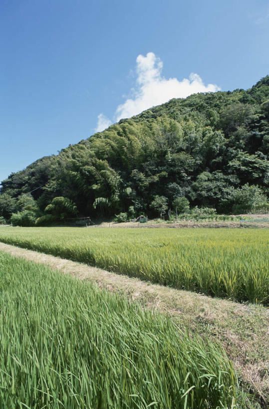 无人,农田,竖图,室外,白天,仰视,旅游,度假,农业,庄稼,农作物,草地,草坪,美景,植物,道路,路,神奈川,日本,亚洲,阴影,光线,影子,稻田,景观,云,云朵,小路,交通,神奈川县,云彩,娱乐,草,树,树木,蓝色,绿色,白云,蓝天,天空,阳光,自然,天,享受,休闲,景色,放松,生长,晴朗,成长,自然风光,东亚,本州,关东地方,本州岛,日本国,晴空,彩图,低角度拍摄,耕地,庄稼田