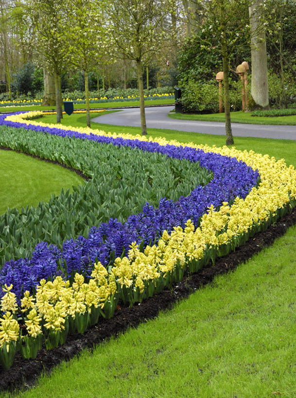 无人,公园,竖图,室外,白天,正面,爱情,旅游,度假,花海,花圃,美景,植物,道路,路,风信子,叶子,欧洲,荷兰,许多,盛开,景观,小路,绿叶,交通,花蕾,娱乐,花,花瓣,花朵,花卉,鲜花,黄色,蓝色,绿色,自然,花丛,花田,花苞,花蕊,享受,休闲,嫩叶,景色,放松,生长,成长,悲伤,喜悦,自然风光,怀念,悲哀,尼德兰王国,库肯霍夫公园,叶,叶片,彩图