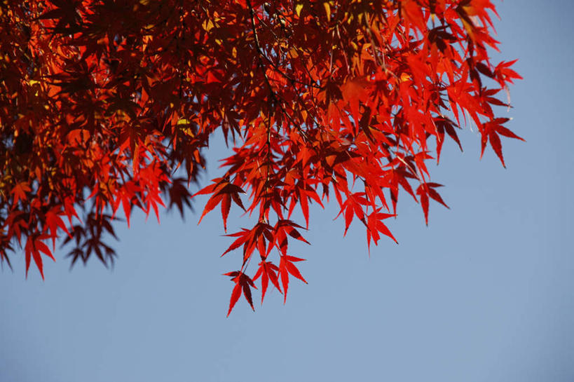 无人,横图,室外,白天,仰视,旅游,度假,美景,秋季,叶子,许多,景观,云,云朵,云彩,娱乐,红色,蓝色,白云,蓝天,天空,自然,天,享受,休闲,景色,放松,枫树叶,自然风光,槭树,鸡爪槭,叶,叶片,秋,秋天,鸡爪枫,彩图,低角度拍摄