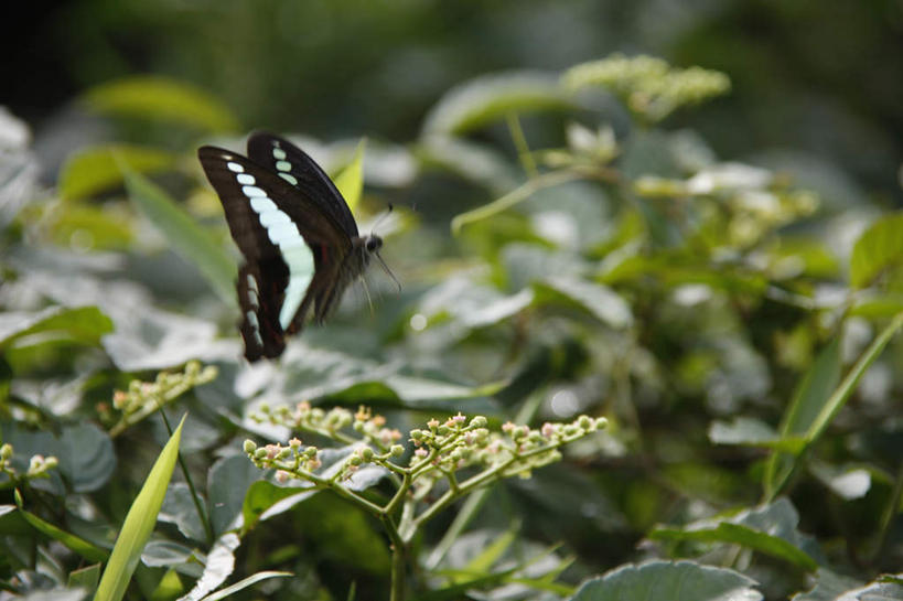 无人,站,横图,室外,特写,白天,侧面,旅游,度假,美景,植物,蝴蝶,叶子,许多,朦胧,模糊,盛开,昆虫,景观,绿叶,娱乐,花,花瓣,花朵,花卉,鲜花,一只,黑色,自然,动物,花蕊,站着,享受,休闲,嫩叶,景色,放松,自然风光,益虫,叶,叶片,站立,彩图,全身