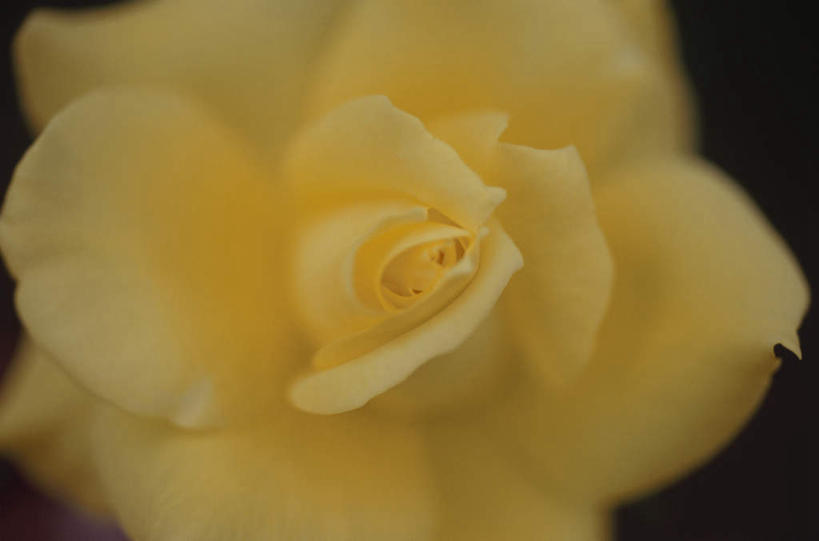 无人,横图,俯视,室外,特写,白天,爱情,旅游,度假,幸福,纯洁,热情,美景,植物,玫瑰,朦胧,模糊,盛开,景观,玫瑰花,浪漫,娱乐,花,花瓣,花朵,花卉,鲜花,一朵,黄色,自然,花蕊,享受,休闲,温暖,温馨,景色,恩爱,放松,和睦,自然风光,感动,尊敬,天真,刺玫花,徘徊花,彩图,高角度拍摄,融洽