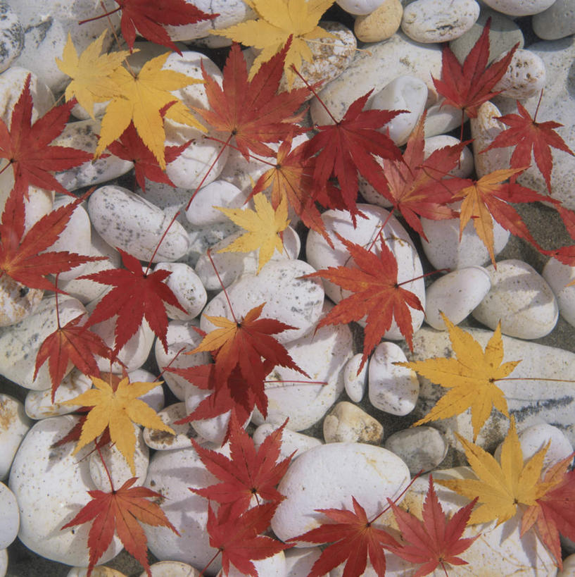 无人,竖图,俯视,室外,特写,白天,旅游,度假,石头,美景,叶子,许多,石子,景观,枫叶,枯叶,落叶,娱乐,黄色,红色,白色,自然,享受,休闲,鹅卵石,景色,放松,枫树叶,自然风光,按摩石,叶,叶片,石块,彩图,高角度拍摄
