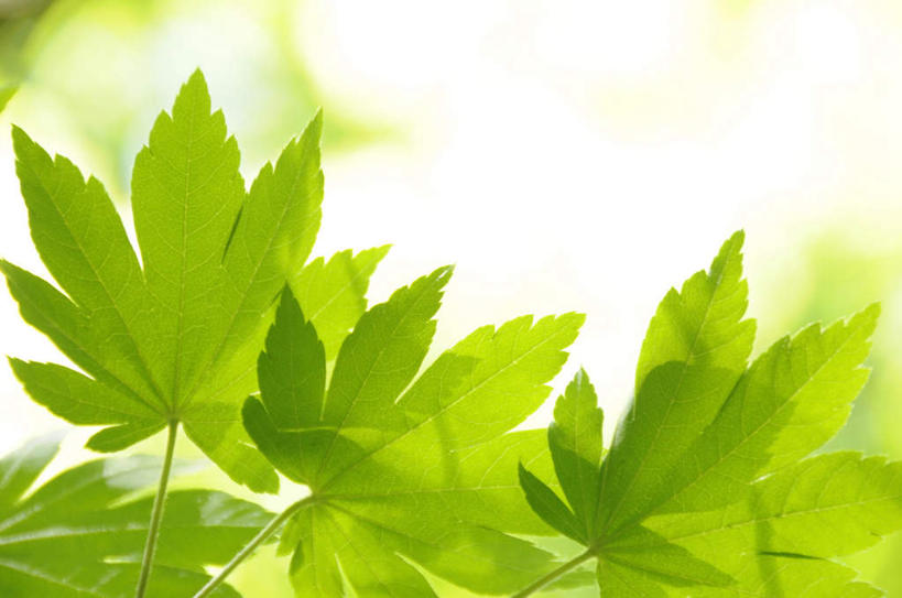 无人,横图,室外,特写,白天,仰视,旅游,度假,美景,植物,叶子,神奈川,日本,亚洲,阴影,朦胧,模糊,光线,影子,景观,绿叶,神奈川县,娱乐,树,树木,绿色,阳光,自然,享受,休闲,嫩叶,景色,放松,生长,成长,自然风光,东亚,本州,关东地方,本州岛,日本国,槭树,鸡爪槭,叶,叶片,鸡爪枫,彩图,低角度拍摄